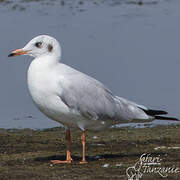 Mouette du Tibet