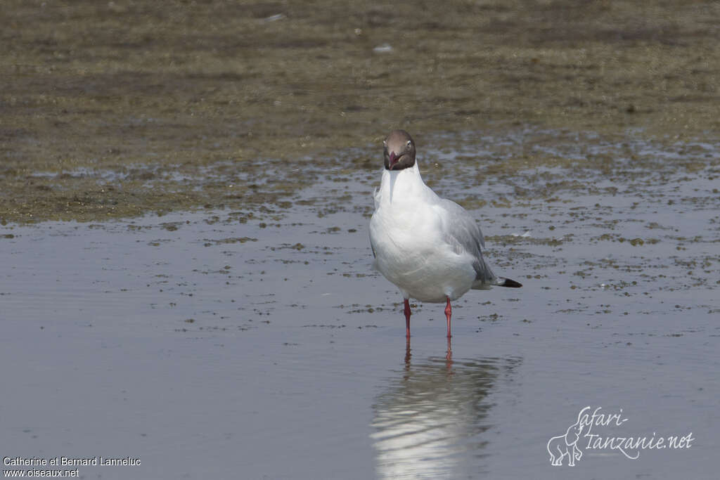 Brown-headed Gulladult breeding, identification