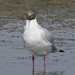 Mouette du Tibet