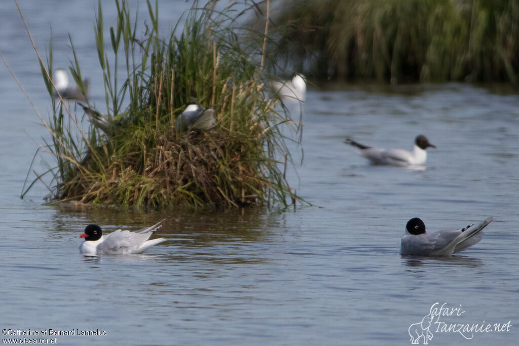 Mouette mélanocéphaleadulte nuptial