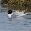 Mouette mélanocéphale