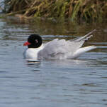 Mouette mélanocéphale