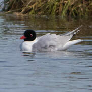 Mouette mélanocéphale