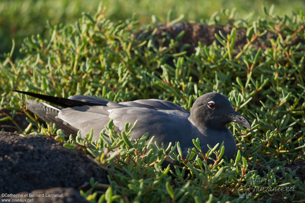 Mouette obscureadulte, Comportement