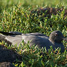Mouette obscure