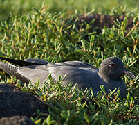 Lava Gull