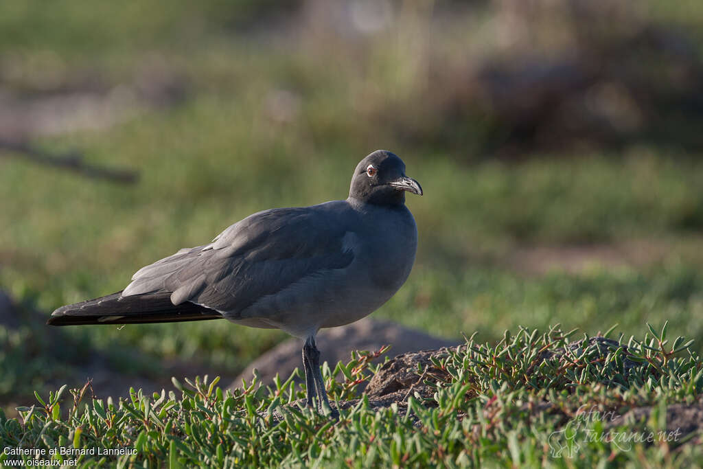 Mouette obscureadulte, identification