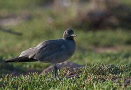 Lava Gull