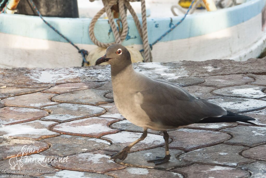 Mouette obscureadulte, identification