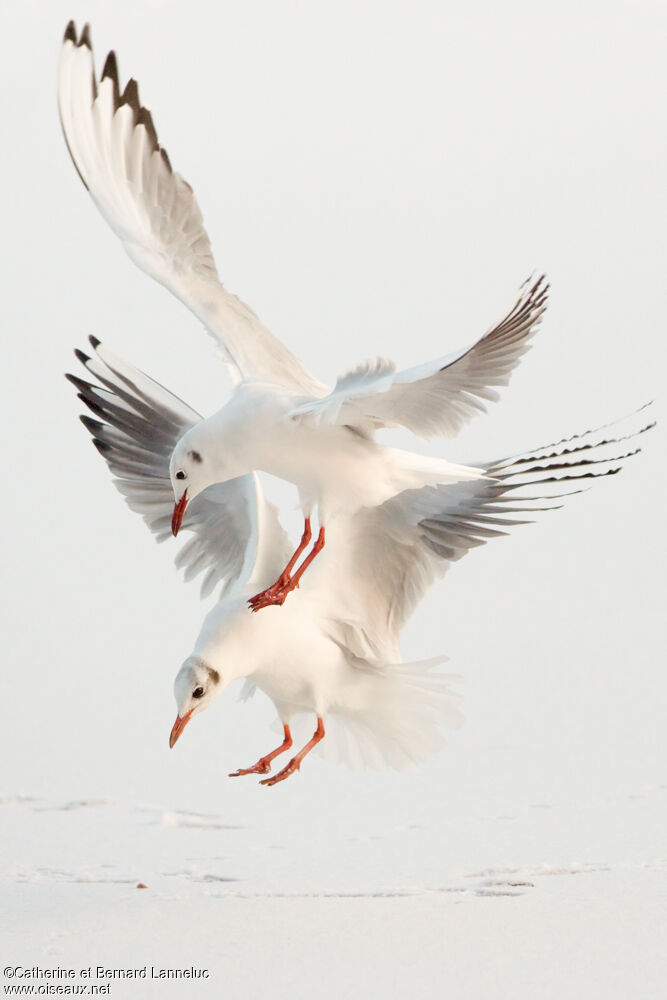 Black-headed Gulladult post breeding, Flight