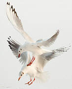 Mouette rieuse