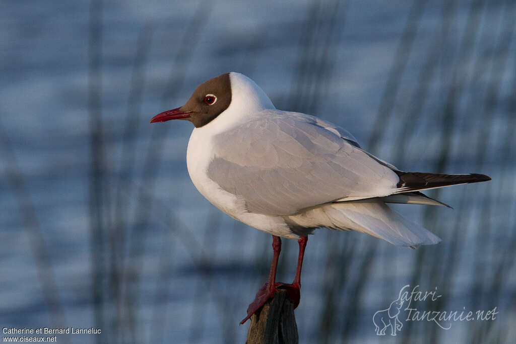 Mouette rieuseadulte nuptial, identification