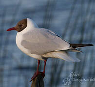 Mouette rieuse