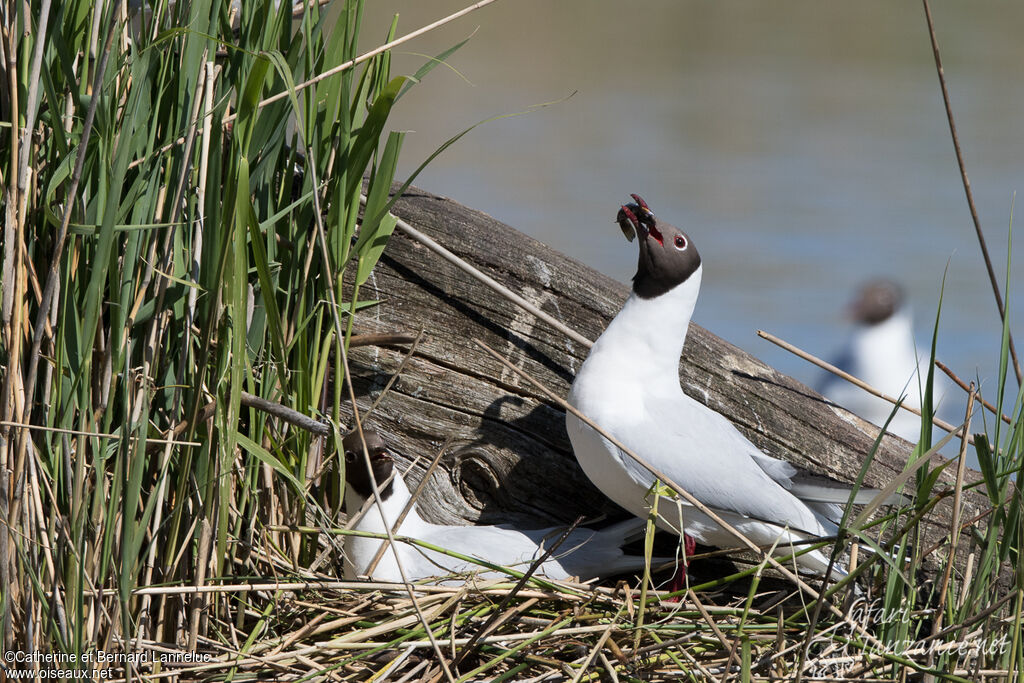 Mouette rieuseadulte nuptial, Nidification