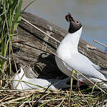 Mouette rieuse