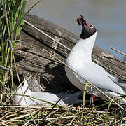 Black-headed Gull