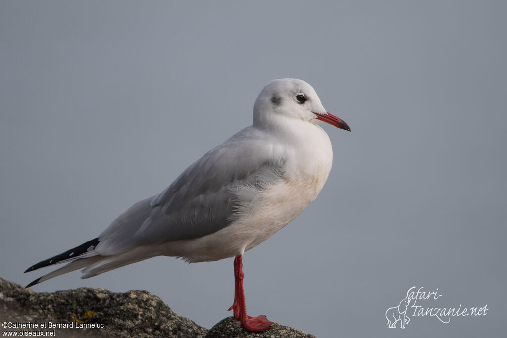 Mouette rieuseadulte internuptial, identification