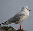 Mouette rieuse