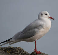 Black-headed Gull