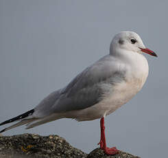 Mouette rieuse