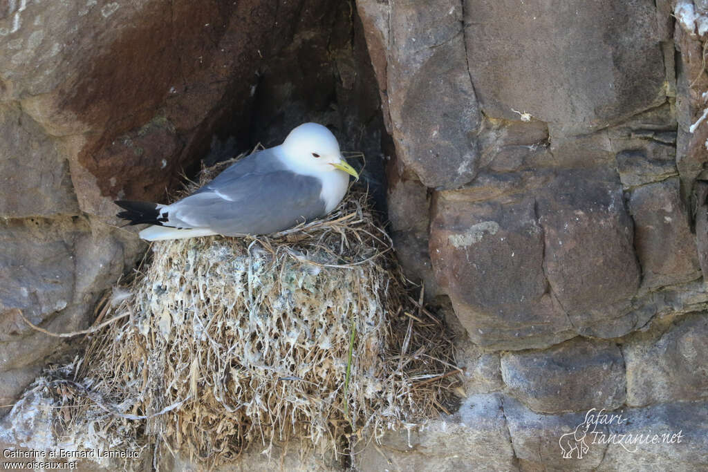 Mouette tridactyleadulte nuptial, habitat, Nidification