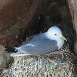 Mouette tridactyle