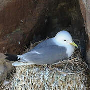 Black-legged Kittiwake