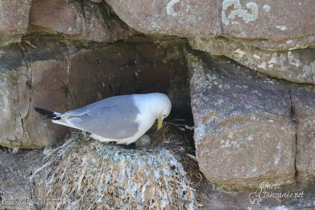 Black-legged Kittiwakeadult breeding, Reproduction-nesting