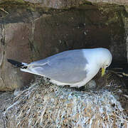 Black-legged Kittiwake