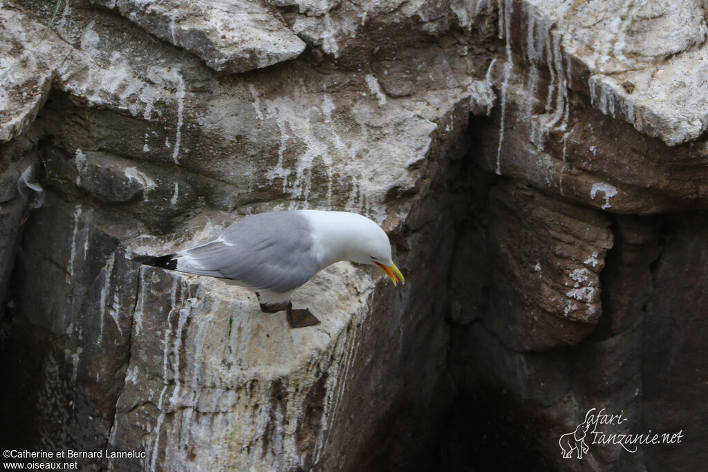 Mouette tridactyleadulte nuptial, habitat