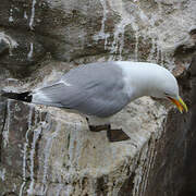 Mouette tridactyle