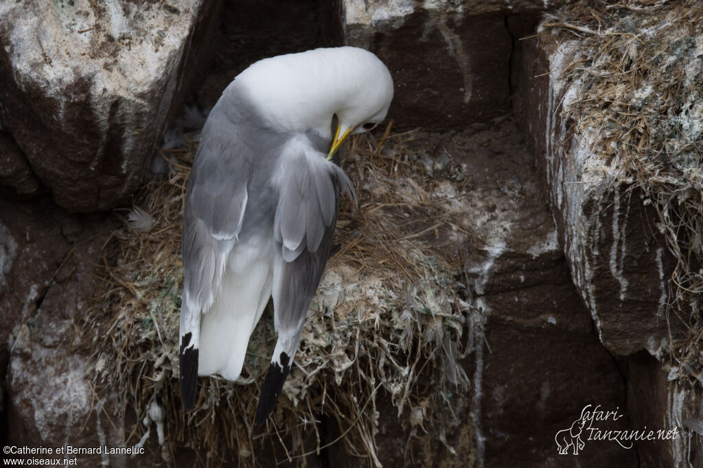 Black-legged Kittiwakeadult breeding, care