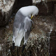 Black-legged Kittiwake