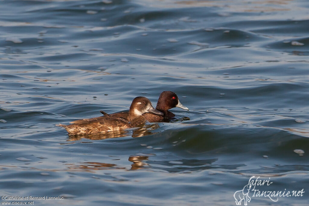 Southern Pochardadult, swimming