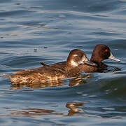 Southern Pochard