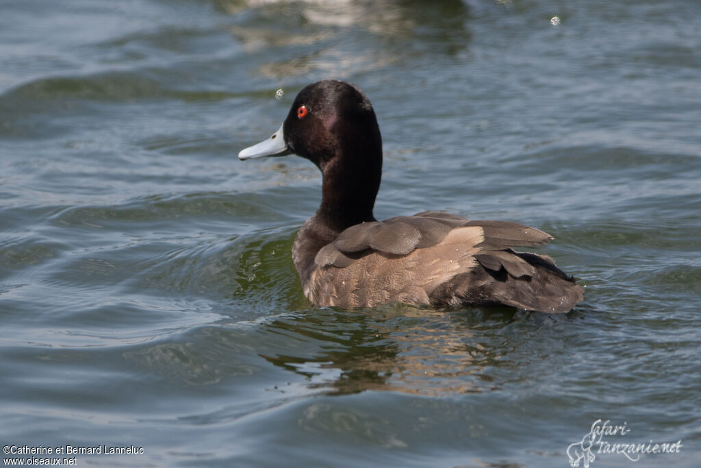 Southern Pochard male adult, identification