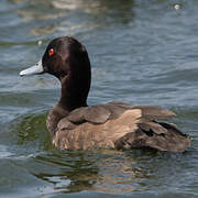 Southern Pochard