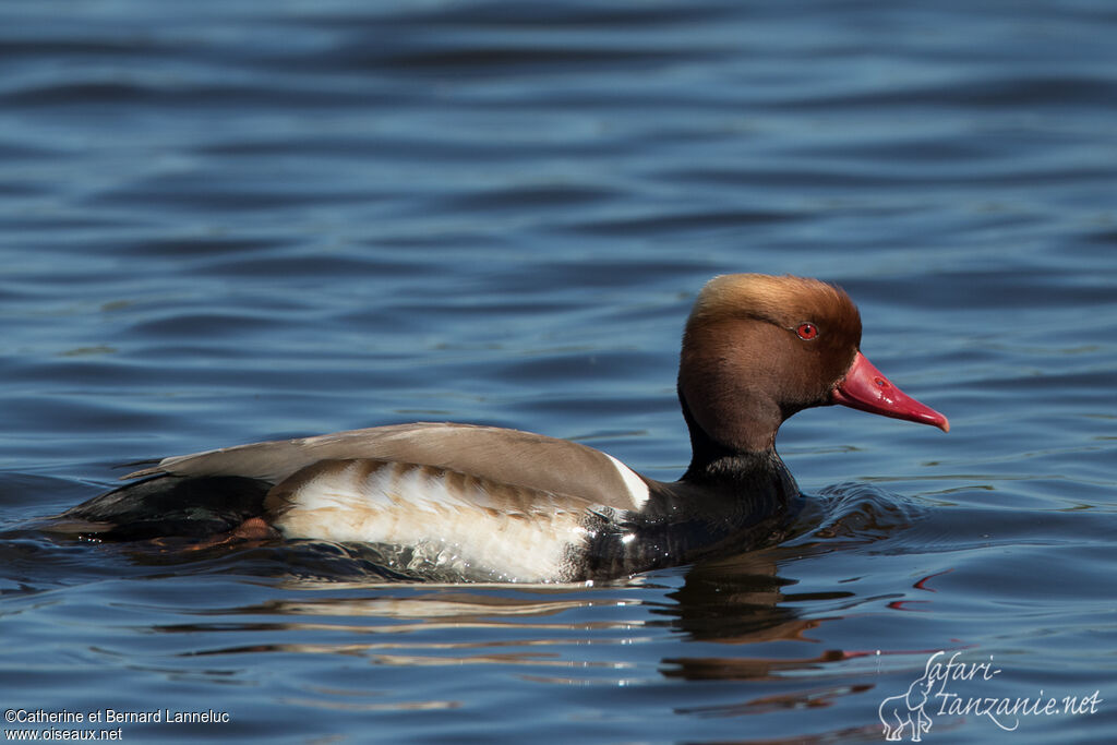 Nette rousse mâle adulte nuptial, identification