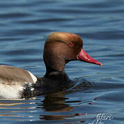 Red-crested Pochard