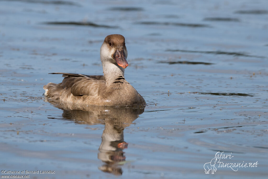 Nette rousse femelle adulte, identification