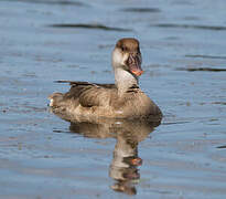 Red-crested Pochard