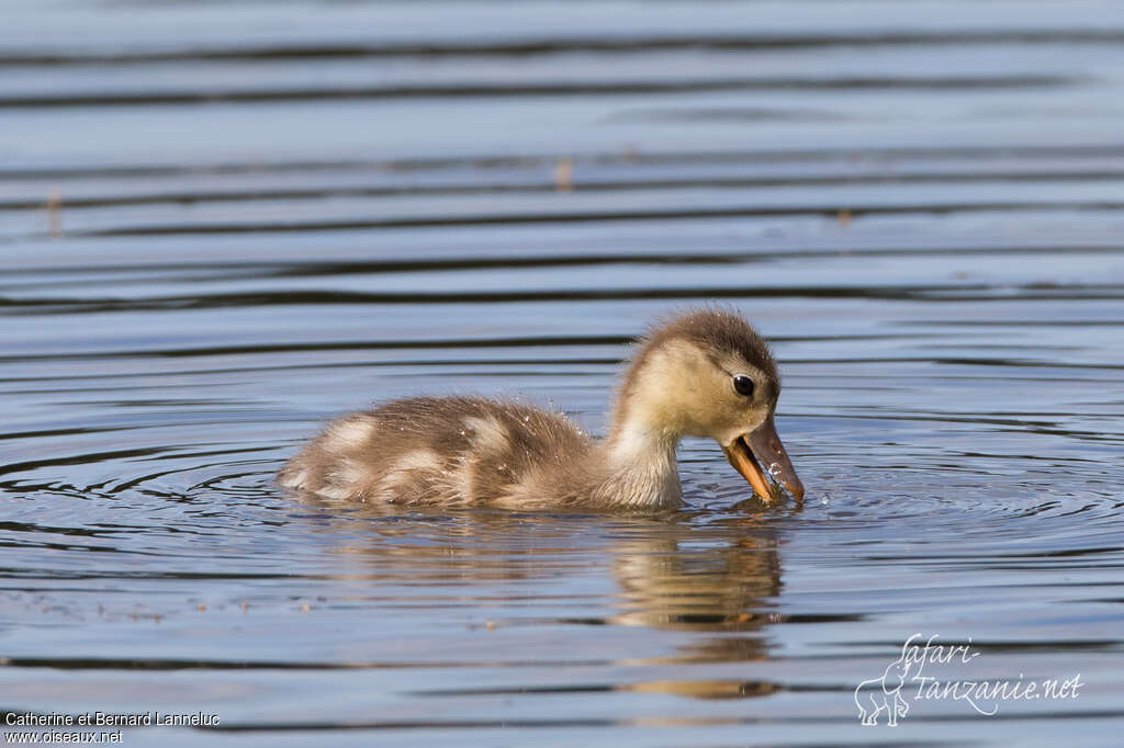 Nette roussePoussin, identification, mange