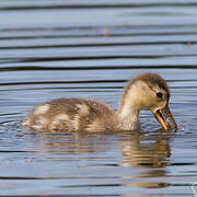 Red-crested Pochard