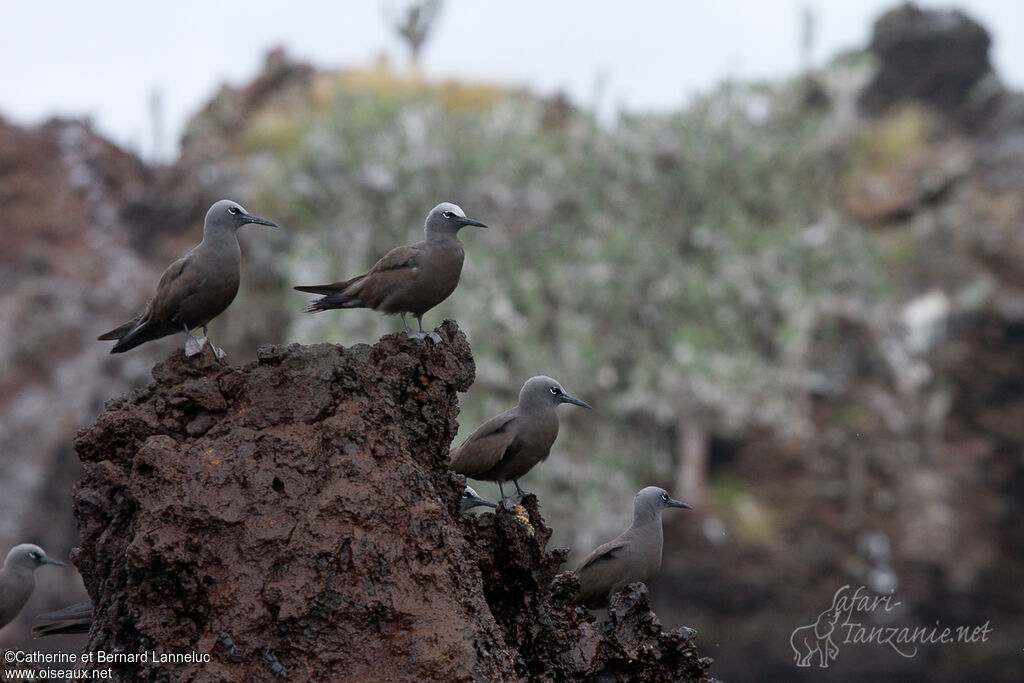 Brown Noddyadult, habitat, Behaviour