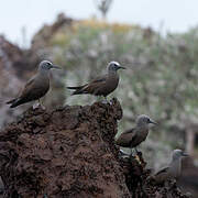 Brown Noddy