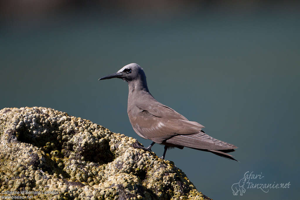 Brown Noddyadult, identification