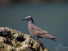 Brown Noddy