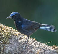 White-tailed Robin