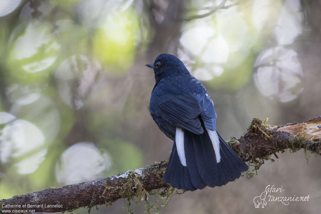 White-tailed Robin male adult, aspect, pigmentation, Behaviour