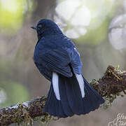 White-tailed Robin